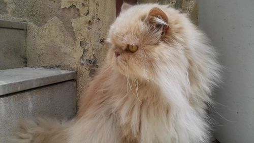 Close-up of cat sitting on floor