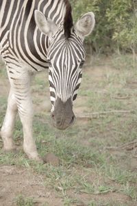 Zebras standing outdoors