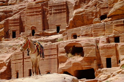 View of a donkey in petra