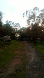 Road amidst trees in forest