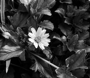 Close-up of flowers blooming outdoors