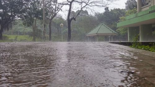 Reflection of trees in water