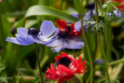 Close-up of insect on flower