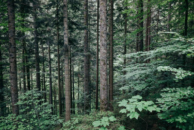 Trees in forest