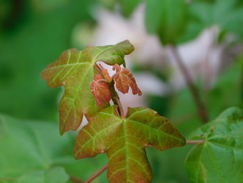 Close-up of green leaves on plant