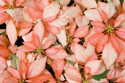 Full frame shot of pink flowers