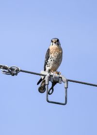 Low angle view of bird perching on cable