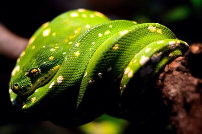 Close up of green plant