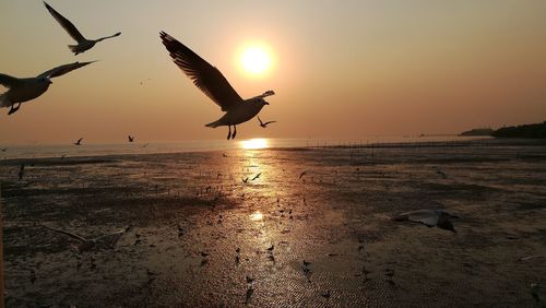 Seagull flying over sea against sky during sunset