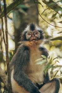 Close-up of monkey