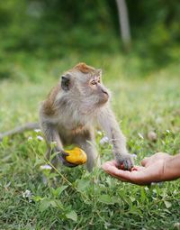 Cropped hand of person giving food to monkey on field