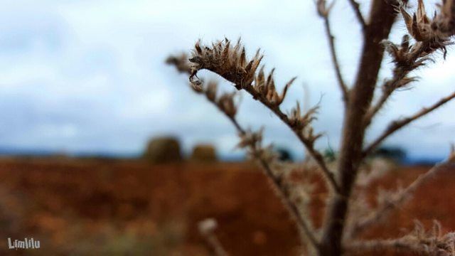 PLANT GROWING ON FIELD