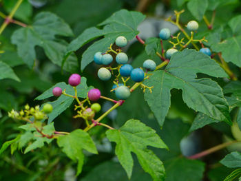 Close-up of berries growing on tree