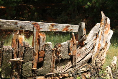 Close-up of logs in forest