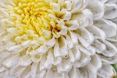 Full frame shot of white flower