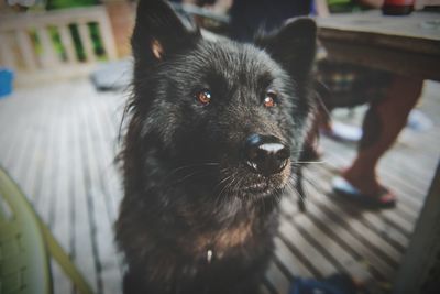 Close-up portrait of dog