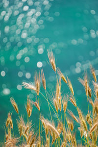 Close-up of stalks in water