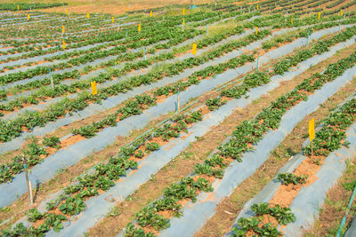 High angle view of agricultural field