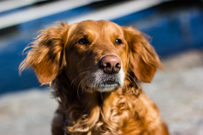 Close-up of brown dog on sunny day