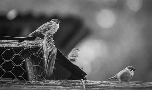 Close-up of birds perching outdoors