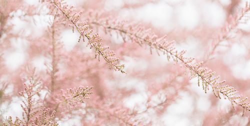Blooming branches of tamarisk and sky. spring airy background with pink flowering plants