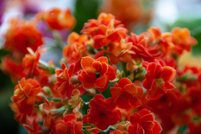 Close-up of red flowering plants