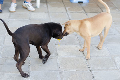 Dog with dogs