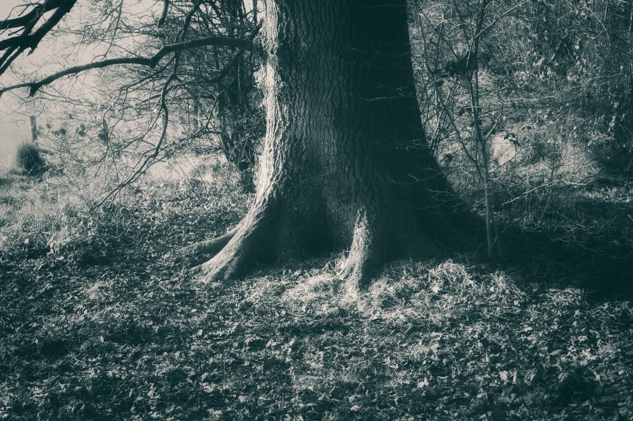 tree, nature, tree trunk, no people, outdoors, day, beauty in nature