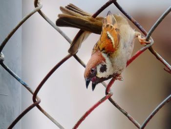 Close-up of bird perching on chainlink fence