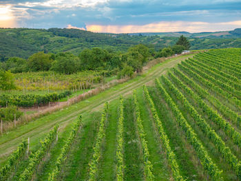 Old family vineyards farm traditional landscape. drone or view on palava hills vinery region moravia