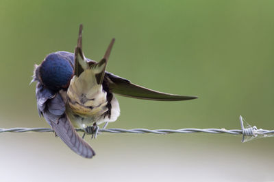 Close-up of bird perching on branch