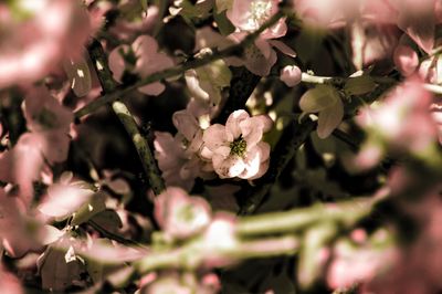 Close-up of flower tree