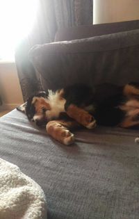 Dog relaxing on bed at home