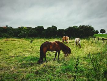 Horses grazing on field against sky