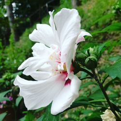 Close-up of white flower