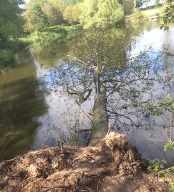 Scenic view of lake in forest