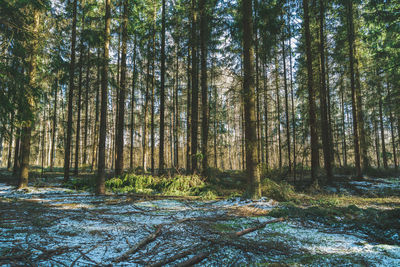 Fine snow in the coniferous green forest, springtime view