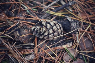 High angle view of pine cone on field