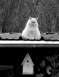 Portrait of cat sitting outdoors