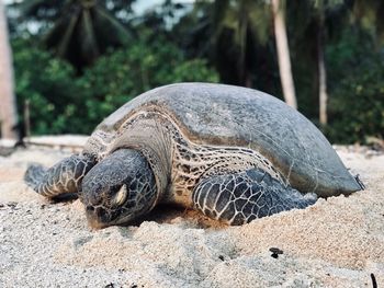 Close-up of a turtle on field