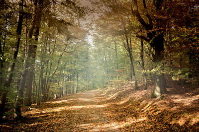 Dirt road passing through forest