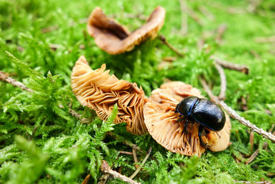 Close-up of insect on grass