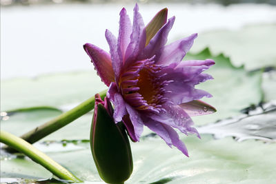 Close-up of purple flowering plant