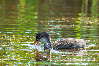 Duck swimming in lake