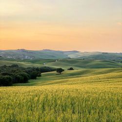 Scenic view of agricultural field against sky during sunset