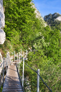 Footpath amidst trees in forest