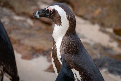 African penguins on sandy beach