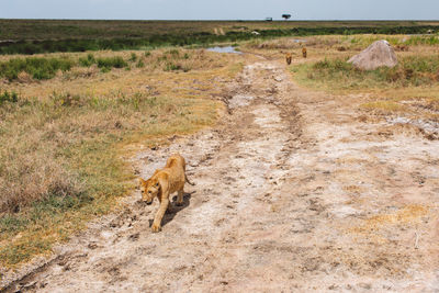 Lion cubs walking on field