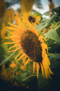 Close-up of sunflower