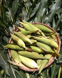 High angle view of corn in basket amidst plants